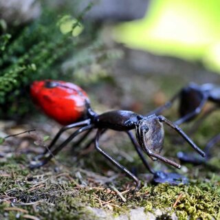 Rote Ameise klein