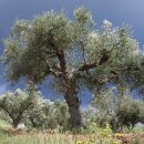 Seife Aleppo 95% Olivenöl 200g